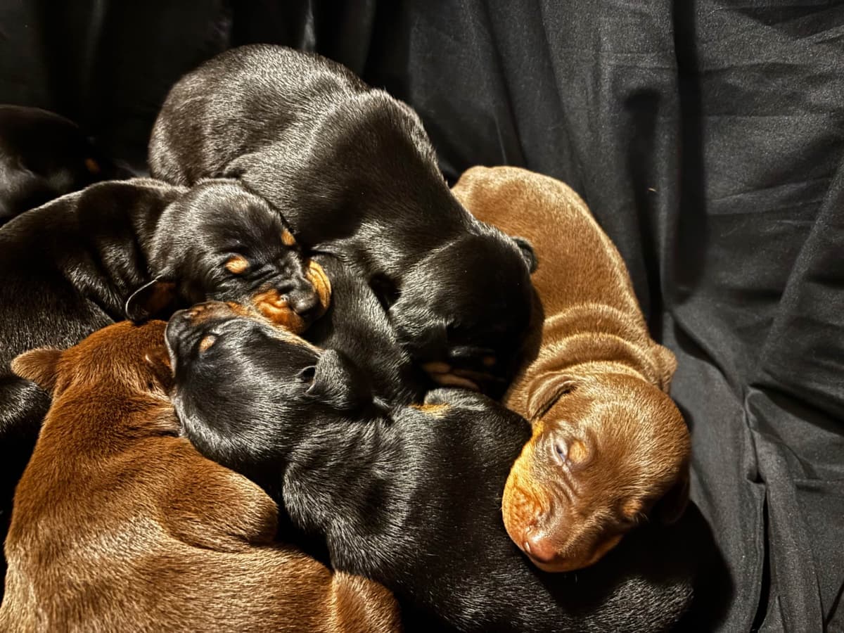 Doberman Pinscher Puppies breeder image 16