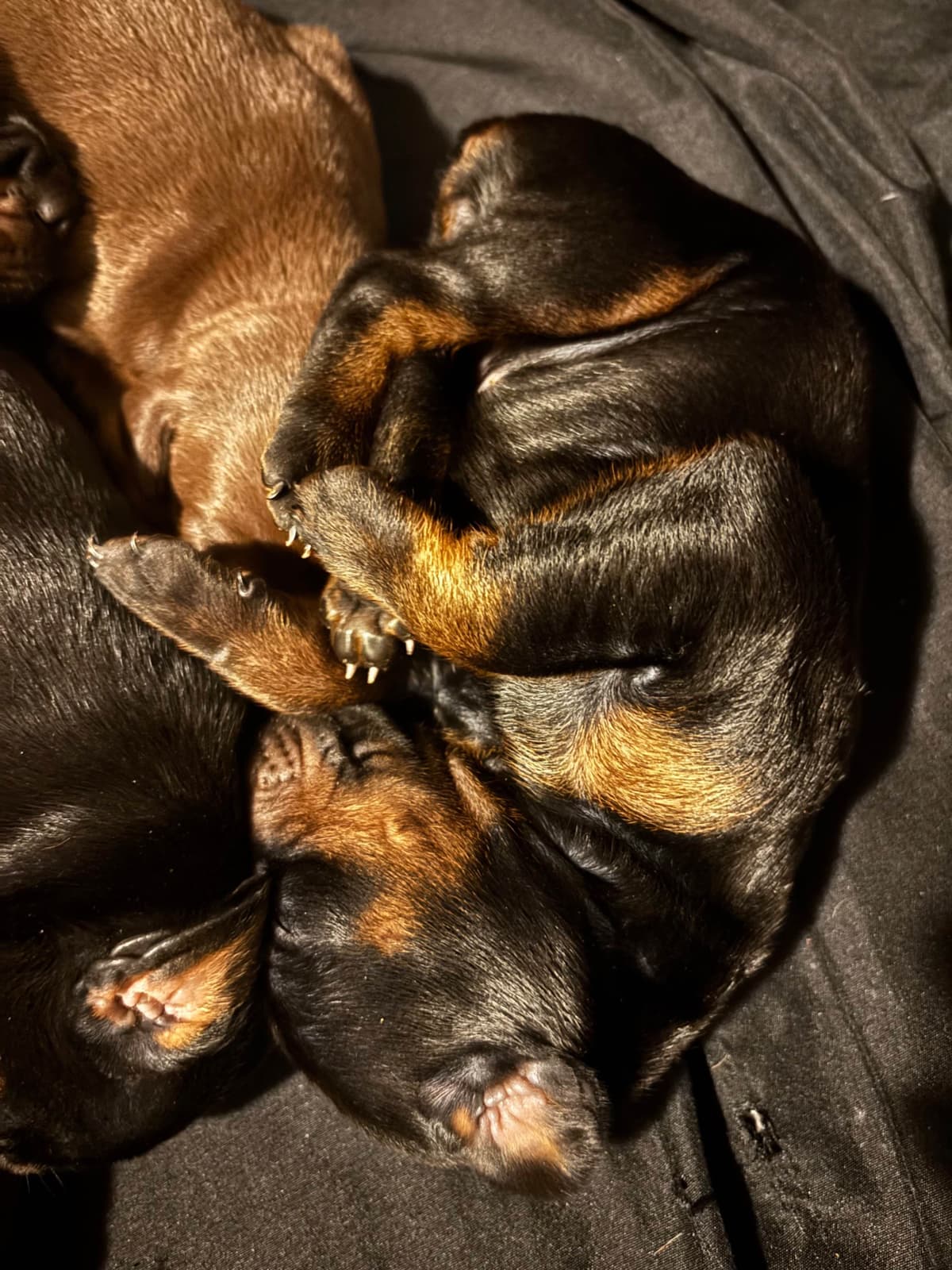 Doberman Pinscher Puppies breeder image 20