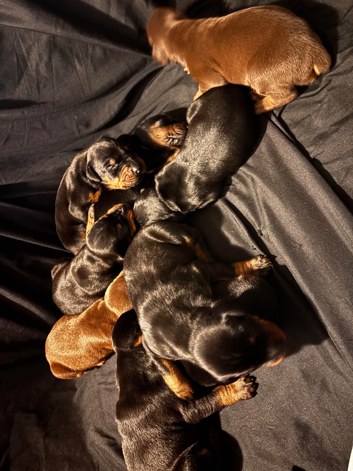 Doberman Pinscher Puppies breeder image 18