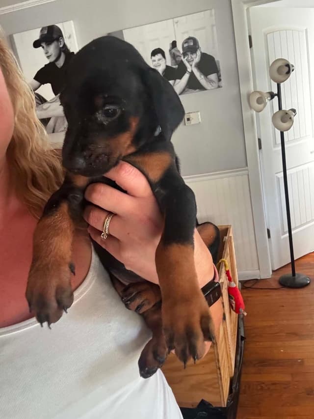 Doberman Pinscher Puppies media 2