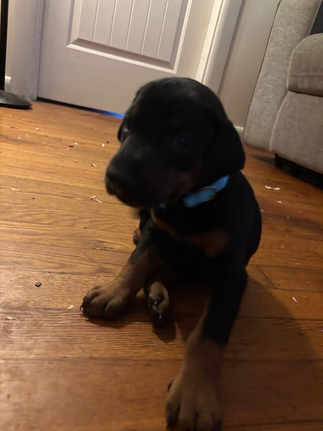 Doberman Pinscher Puppies media 3