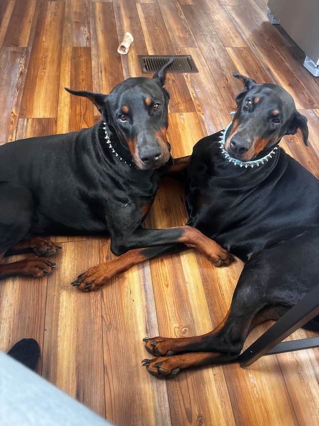 Doberman Pinscher Puppies media 4