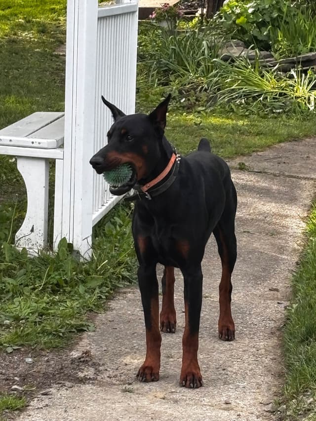 Doberman Pinscher Puppies media 5