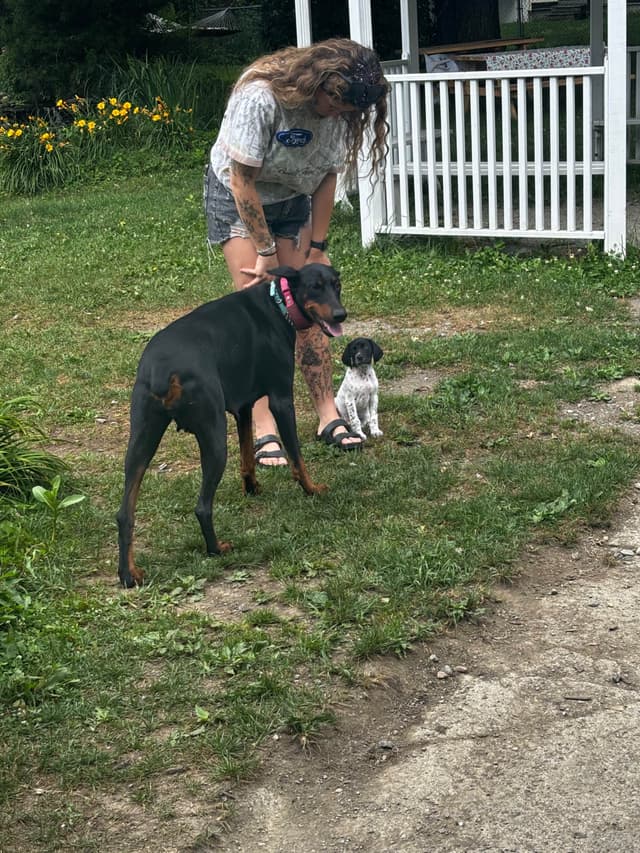 Doberman Pinscher Puppies media 6