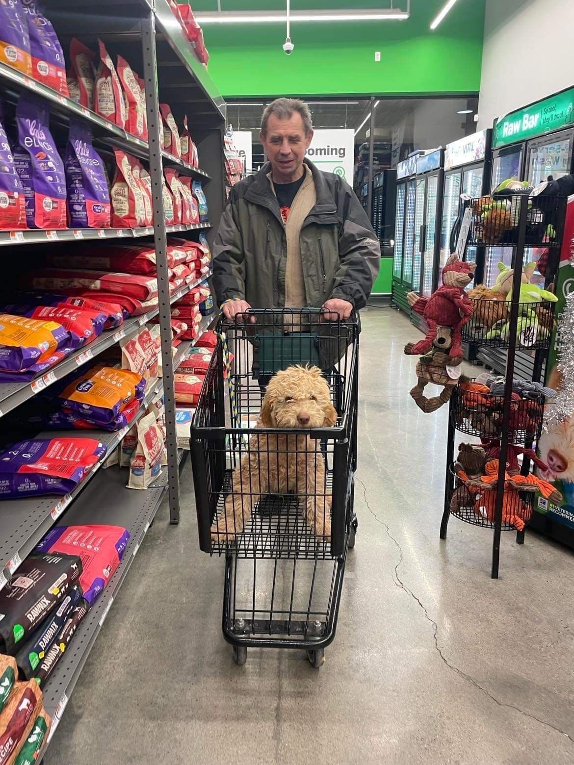 Lagotto Romagnolo Puppies breeder image 1