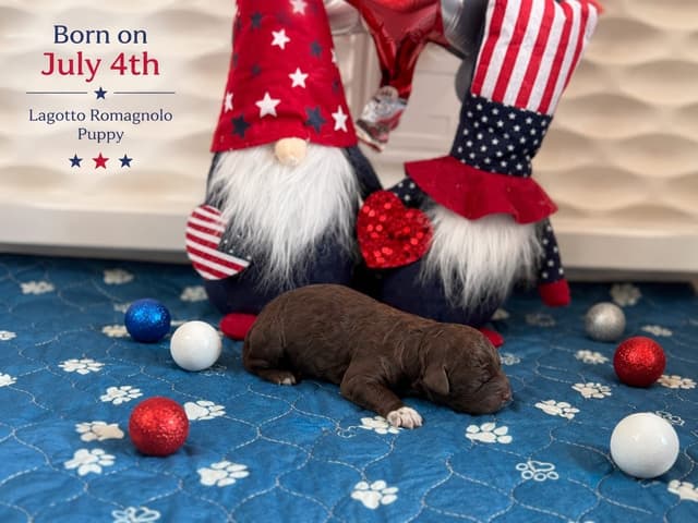 Lagotto Romagnolo Puppies media 5