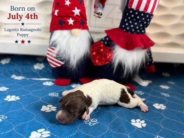 Lagotto Romagnolo Puppies media 4