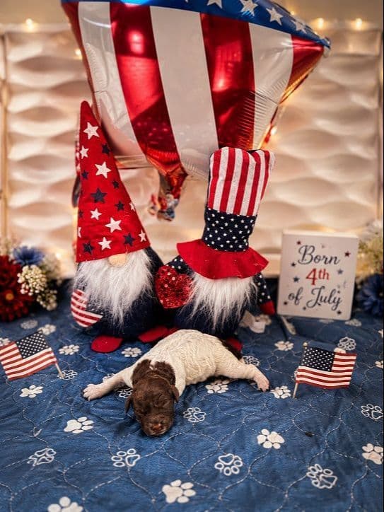 Lagotto Romagnolo Puppies media 2