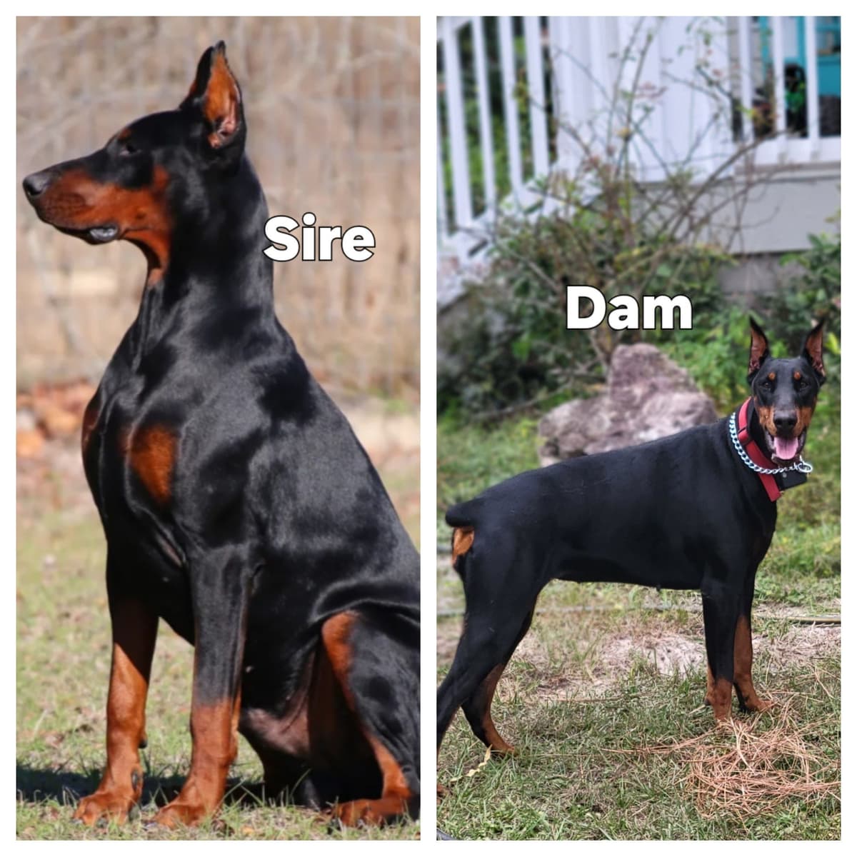Doberman Pinscher Puppies breeder image 1