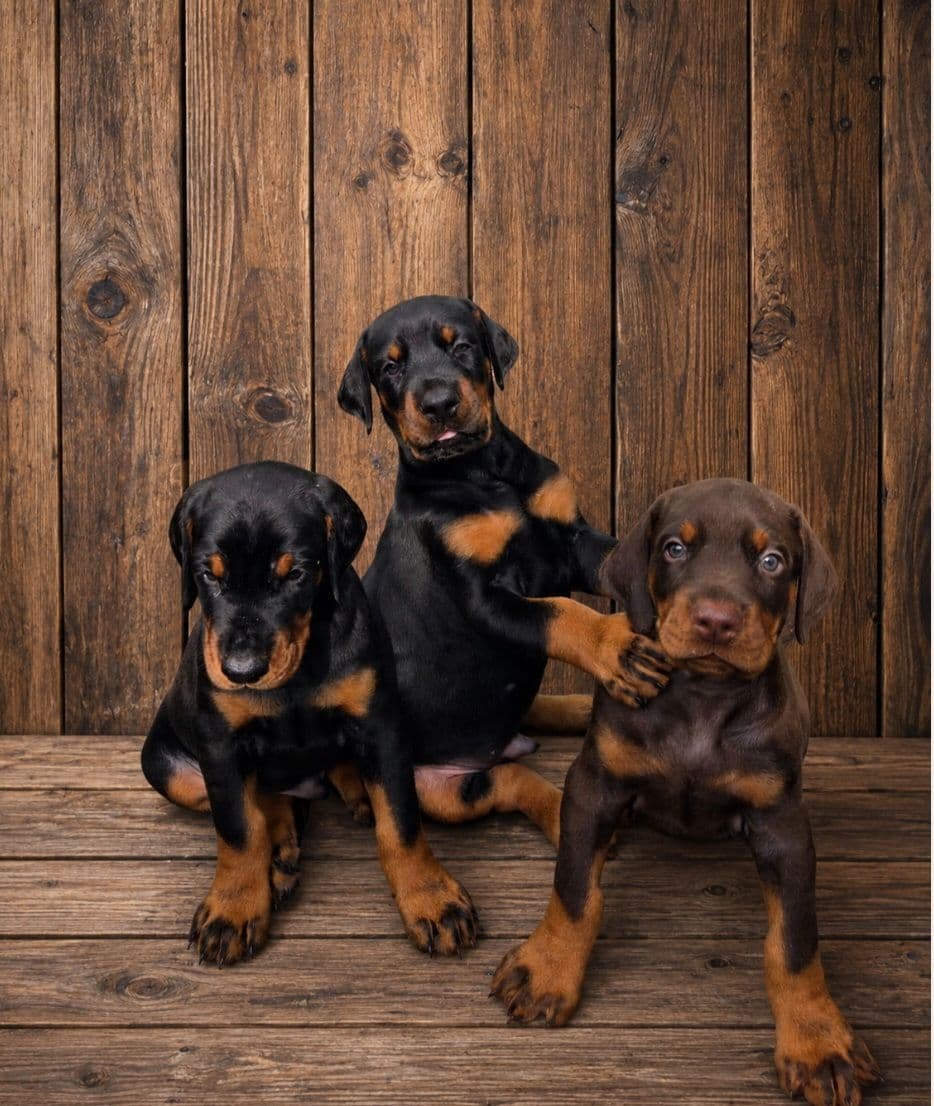 Doberman Pinscher Puppies breeder image 3