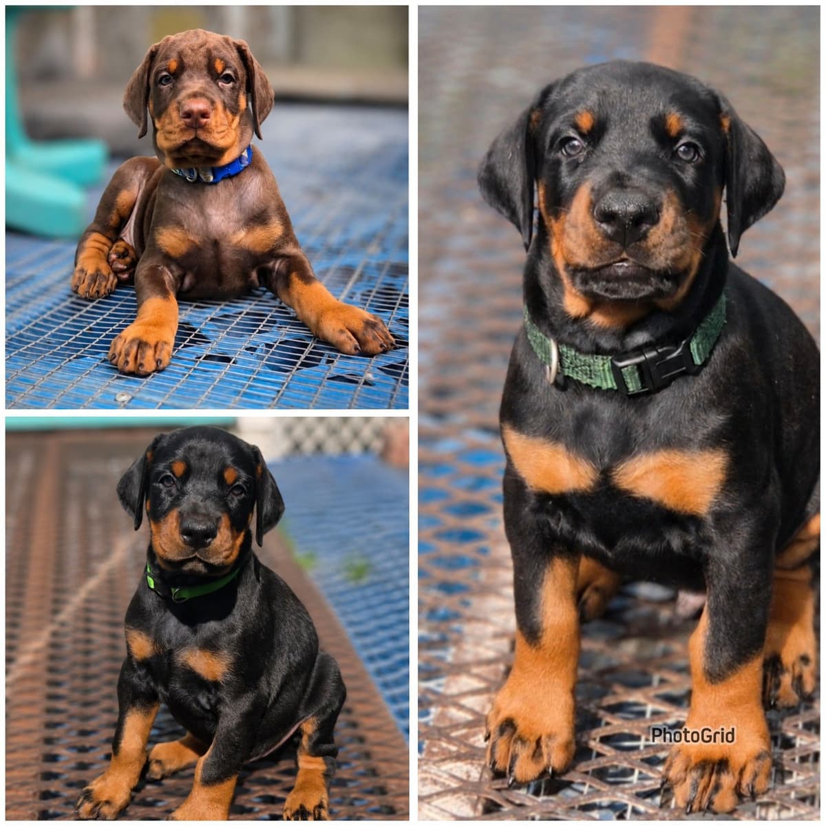 Doberman Pinscher Puppies breeder image 2