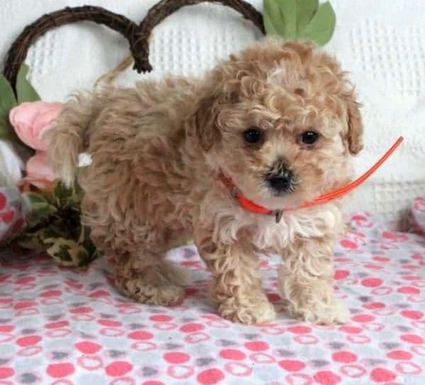 Female avail🐾Beautiful Maltese 🐶❤️Call 717-529-2326 breeder image 3