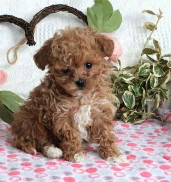 Female avail🐾Beautiful Maltese 🐶❤️Call 717-529-2326 breeder image 5