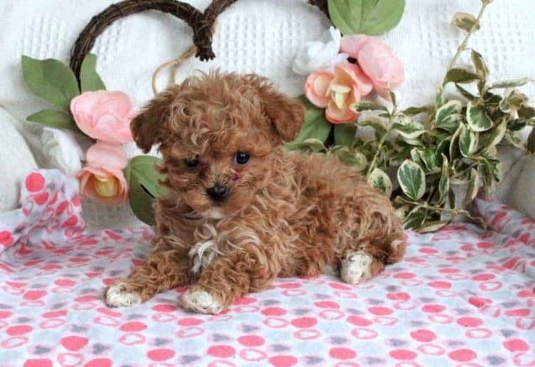Female avail🐾Beautiful Maltese 🐶❤️Call 717-529-2326 breeder image 1