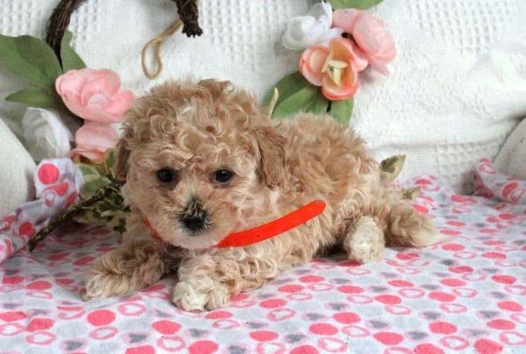 Female avail🐾Beautiful Maltese 🐶❤️Call 717-529-2326 breeder image 4