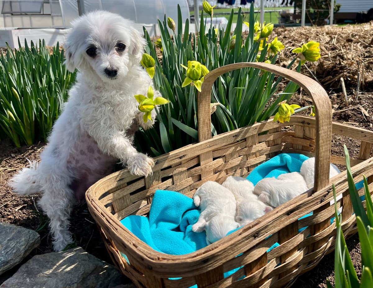 Female avail🐾Beautiful Maltese 🐶❤️Call 717-529-2326 breeder image 13