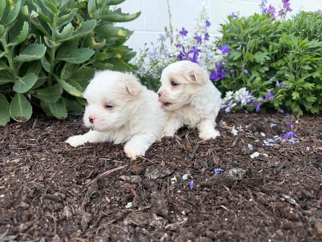 Female avail🐾Beautiful Maltese 🐶❤️Call 717-529-2326 media 2