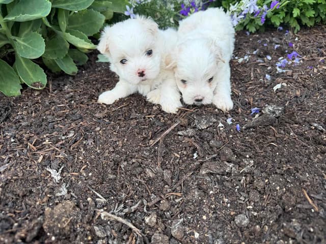 Female avail🐾Beautiful Maltese 🐶❤️Call 717-529-2326 media 4
