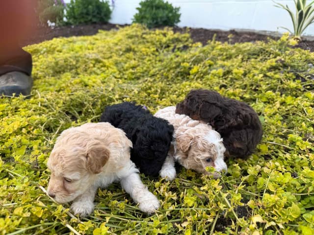 JUST LISTED🐾Tiny Toy Poodles❤️Call 717-529-2326 5lb dad 7lb mom media 4