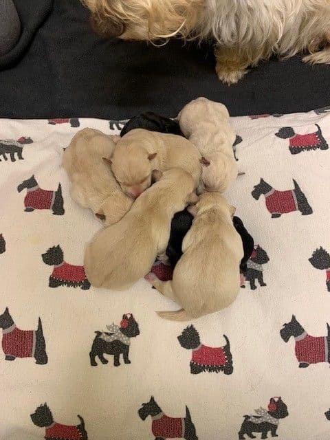 Scottish Terrier Puppies media 2