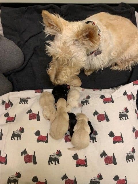 Scottish Terrier Puppies breeder image 2