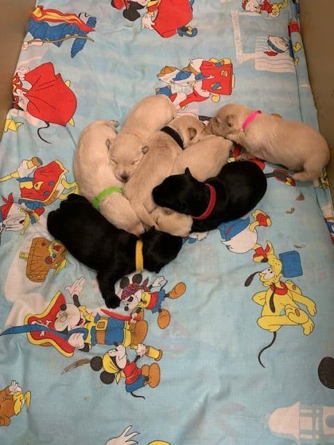 Scottish Terrier Puppies media 3