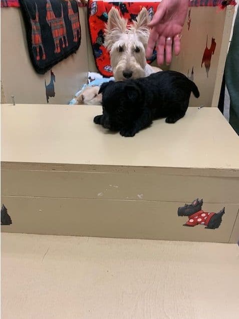 Scottish Terrier Puppies media 11