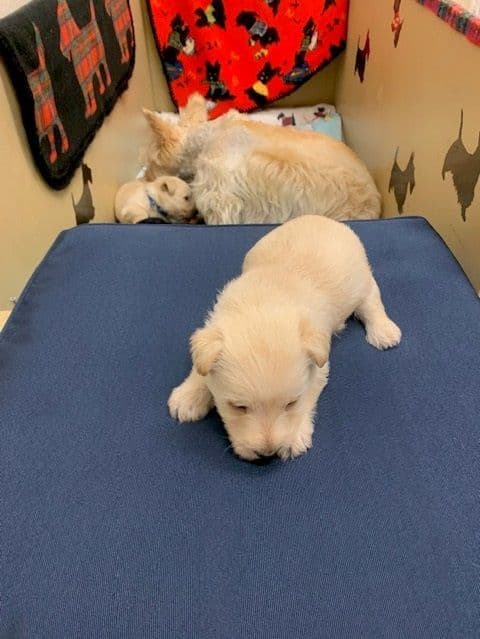 Scottish Terrier Puppies media 12