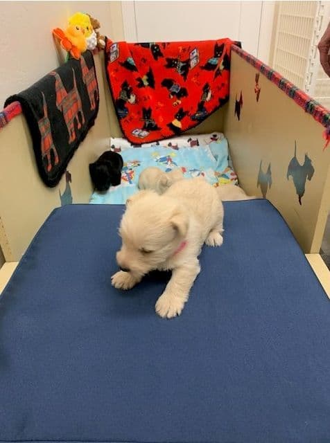 Scottish Terrier Puppies media 14