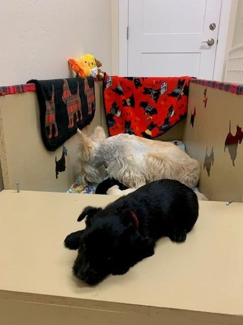 Scottish Terrier Puppies media 13