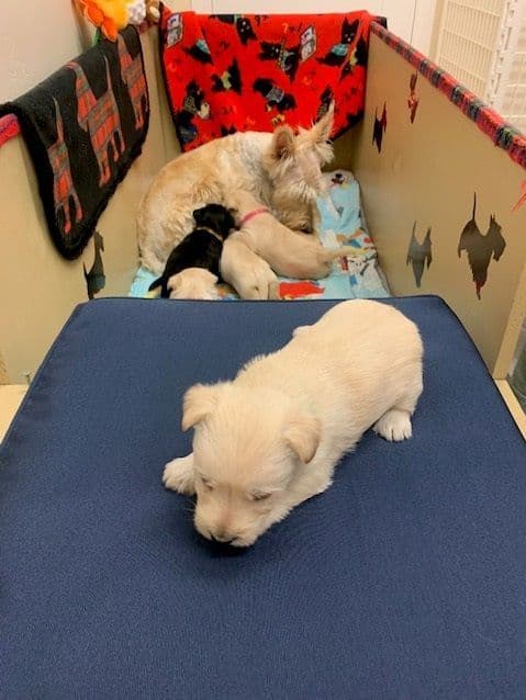 Scottish Terrier Puppies media 16