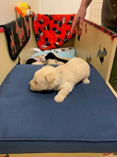 Scottish Terrier Puppies media 15