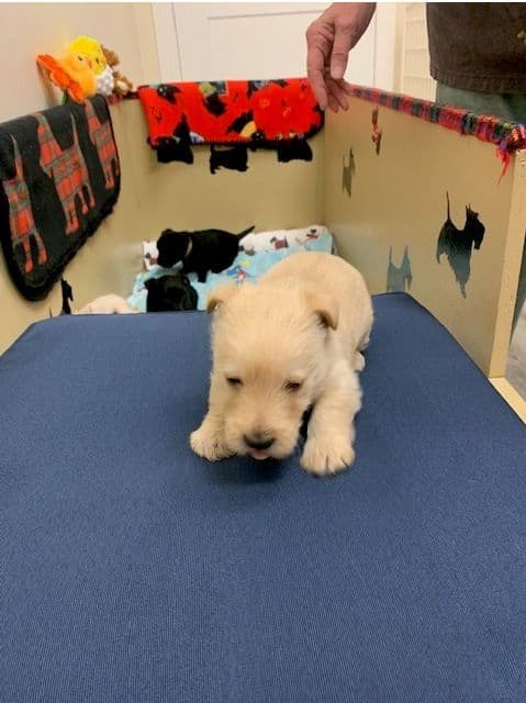 Scottish Terrier Puppies media 17