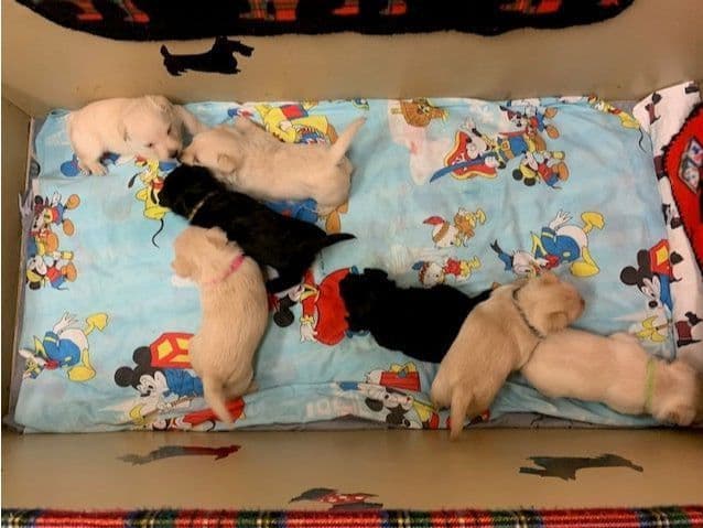 Scottish Terrier Puppies media 18