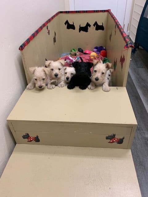 Scottish Terrier Puppies breeder image 3