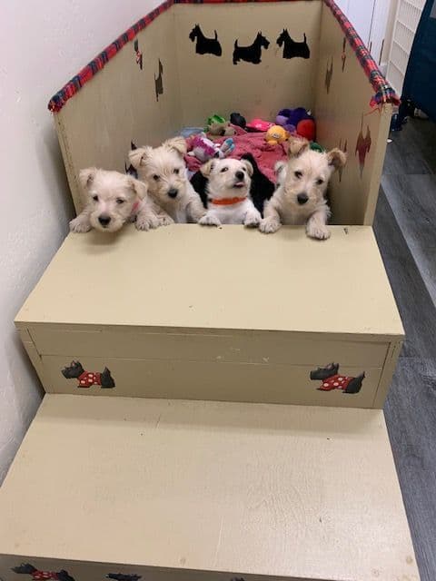 Scottish Terrier Puppies breeder image 4