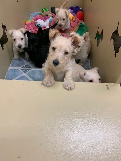 Scottish Terrier Puppies breeder image 5