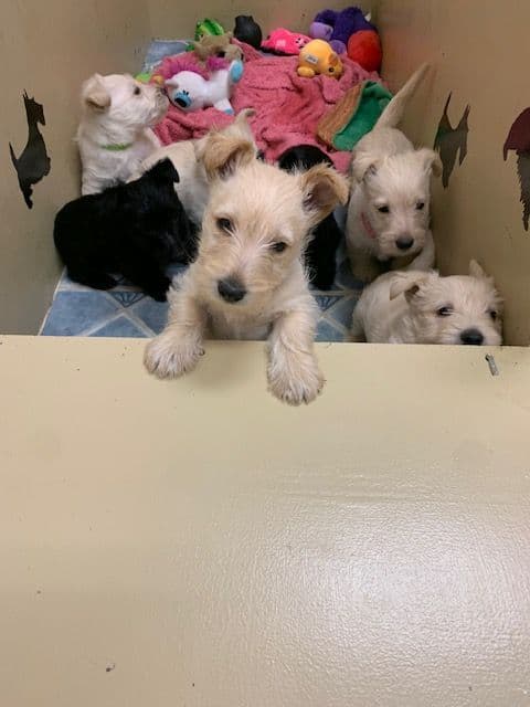 Scottish Terrier Puppies breeder image 6