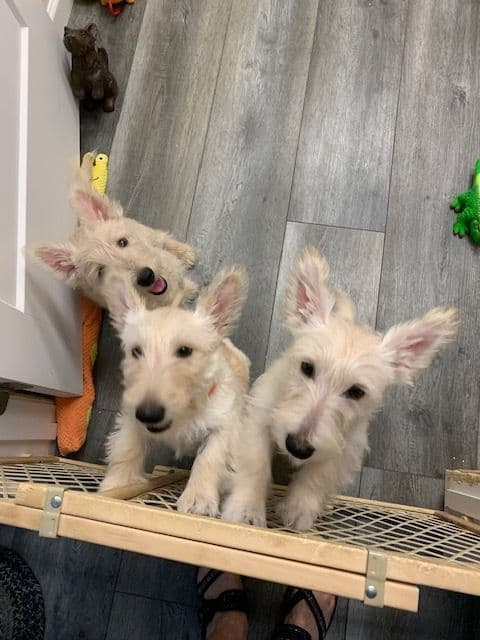 Scottish Terrier Puppies breeder image 8