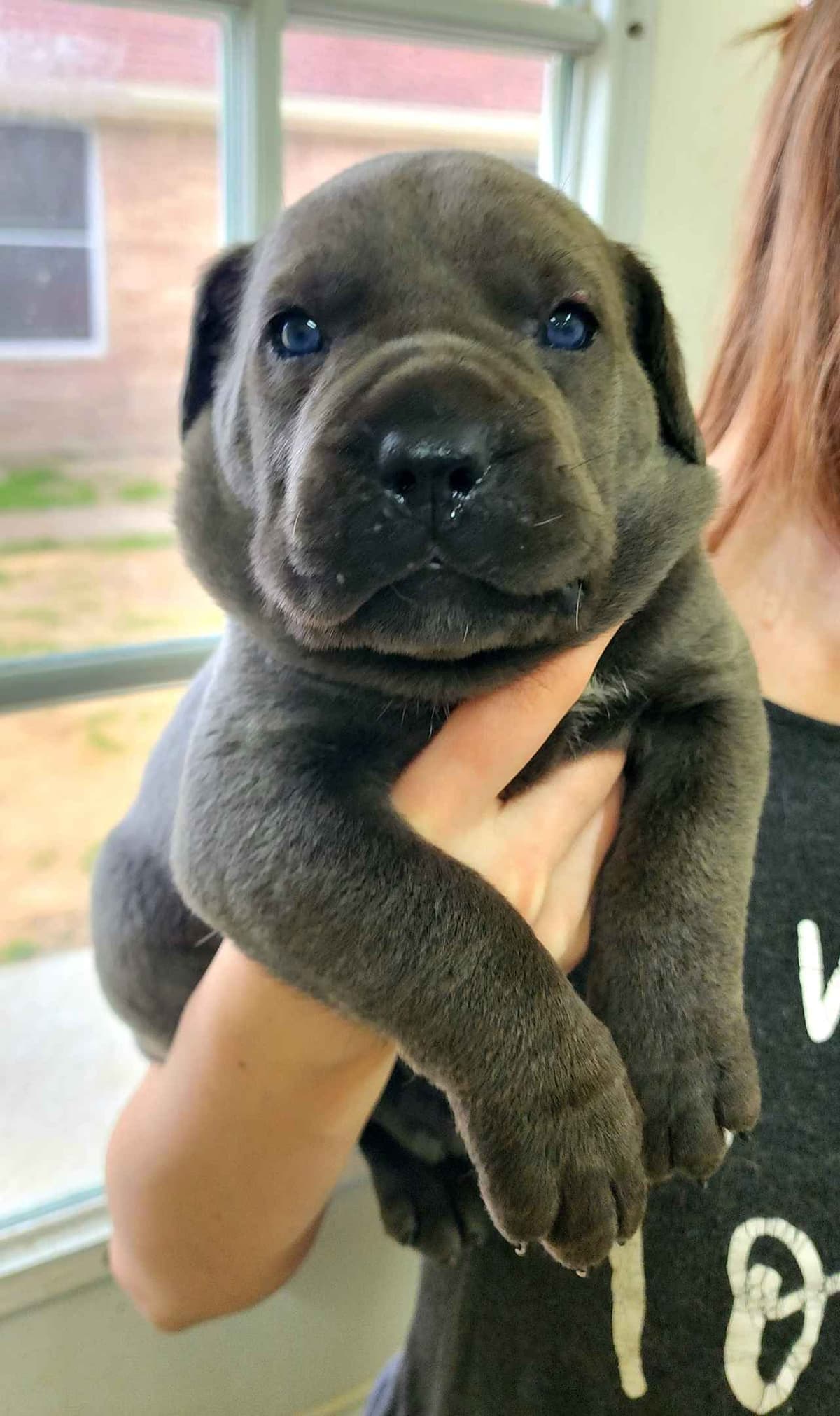 Cane Corso Puppies breeder image 1
