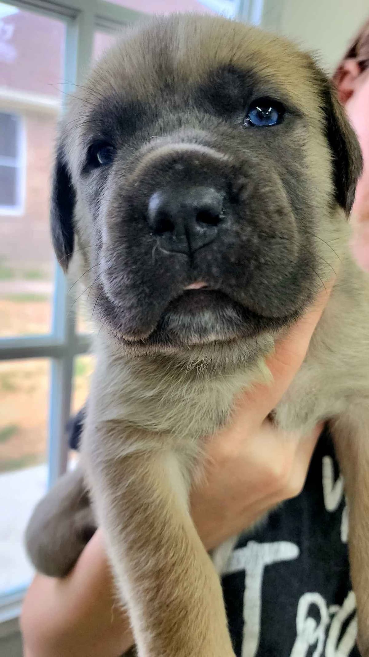 Cane Corso Puppies breeder image 2