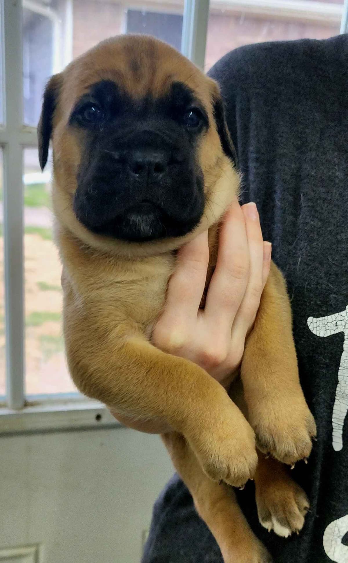 Cane Corso Puppies breeder image 5