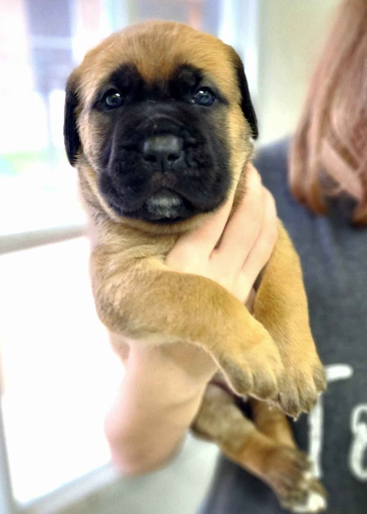 Cane Corso Puppies breeder image 6
