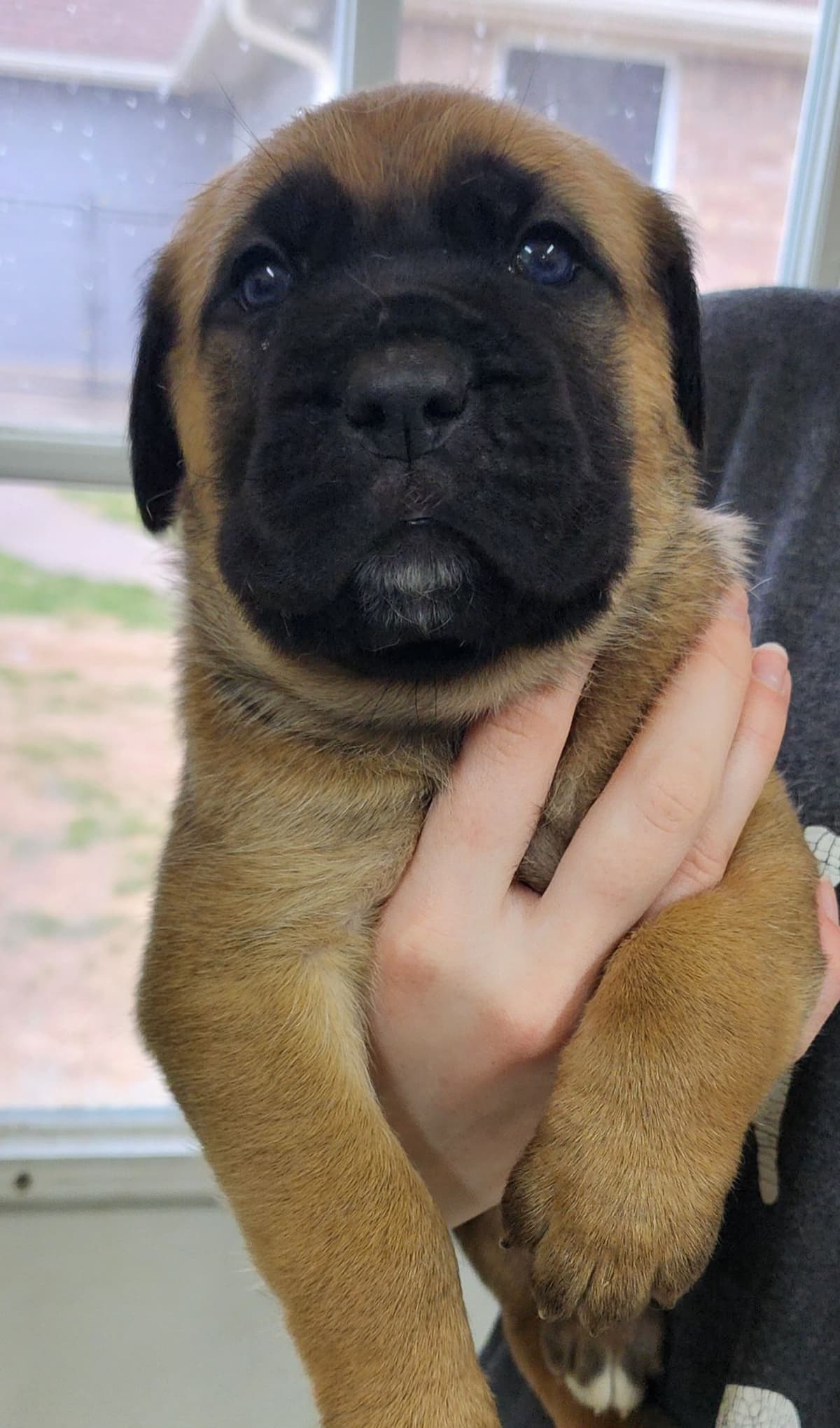 Cane Corso Puppies breeder image 7