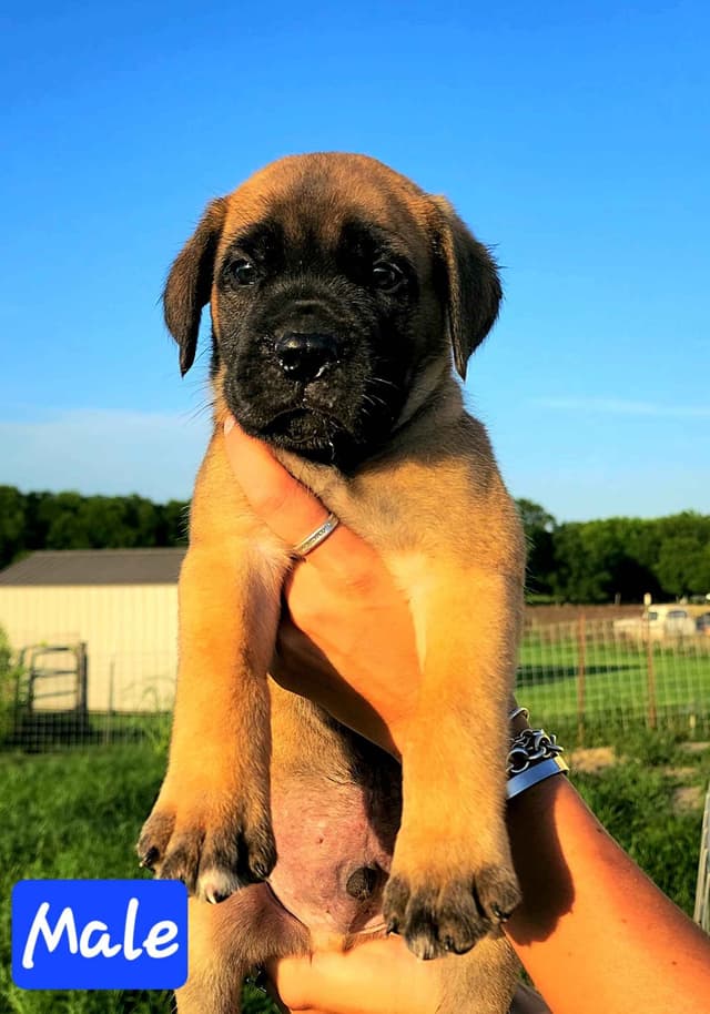 Cane Corso Puppies media 2
