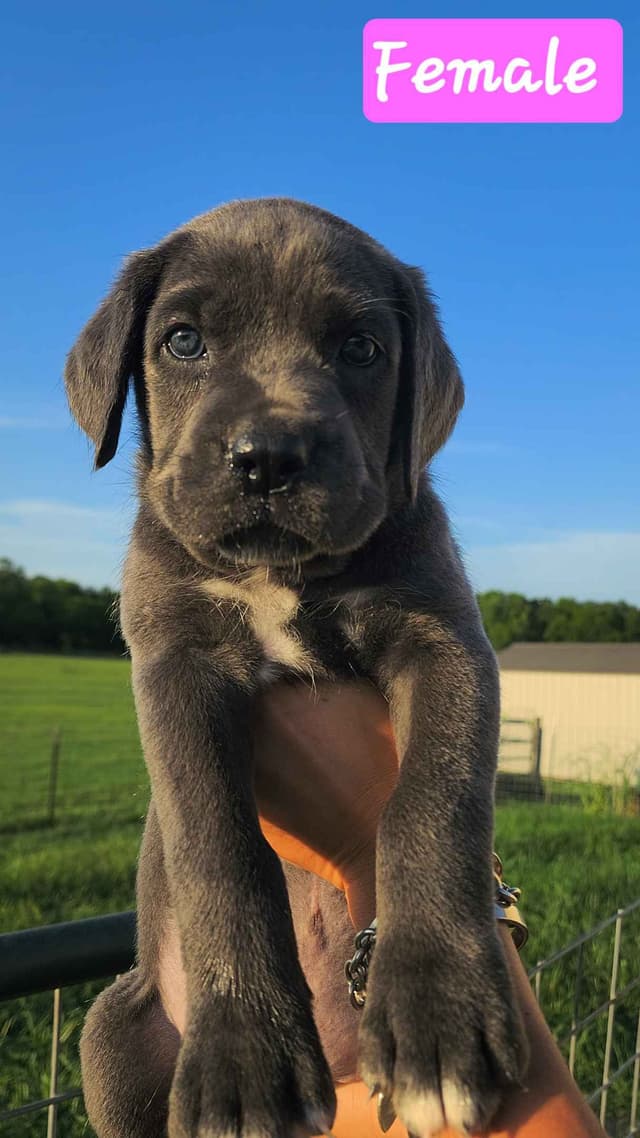 Cane Corso Puppies media 3