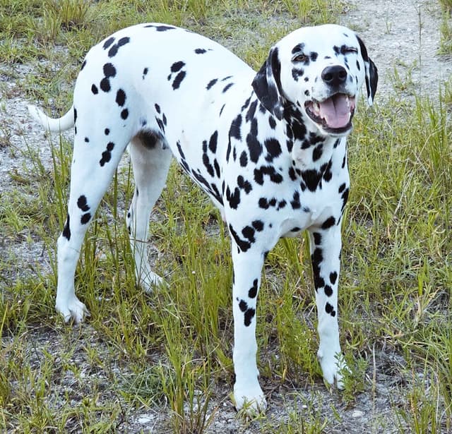 Dalmatian Puppies media 5