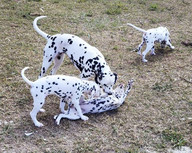 Dalmatian Puppies media 3