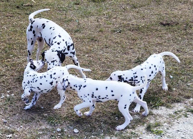 Dalmatian Puppies media 4
