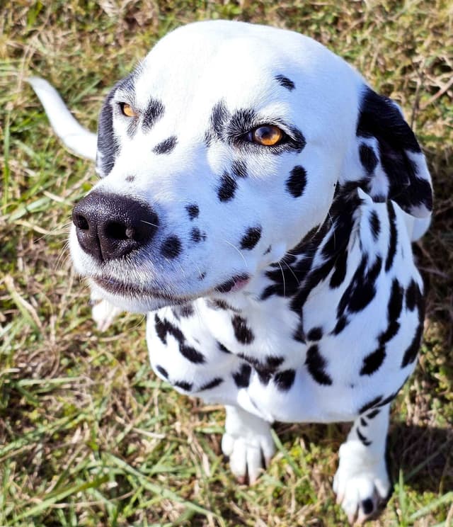 Dalmatian Puppies media 7